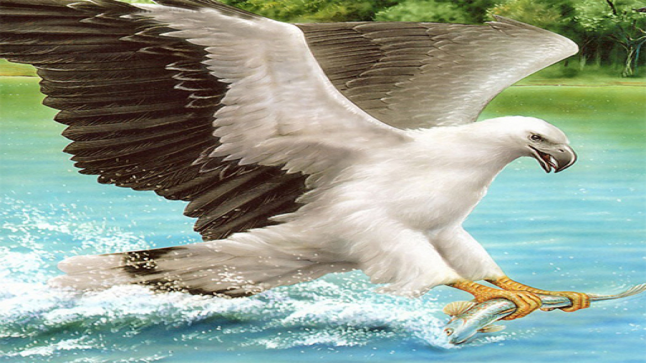 Play Birds of Prey Slide Free Game Android