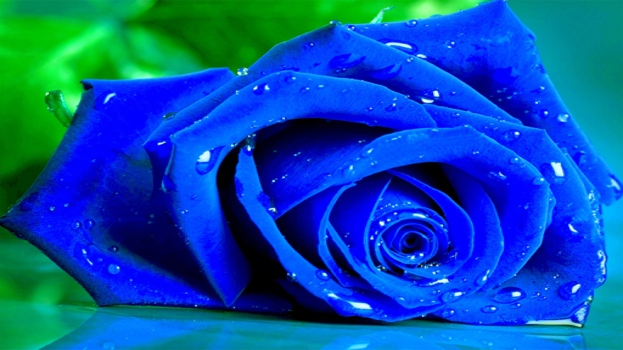 Free Blue Roses Puzzle Android Game Play Online