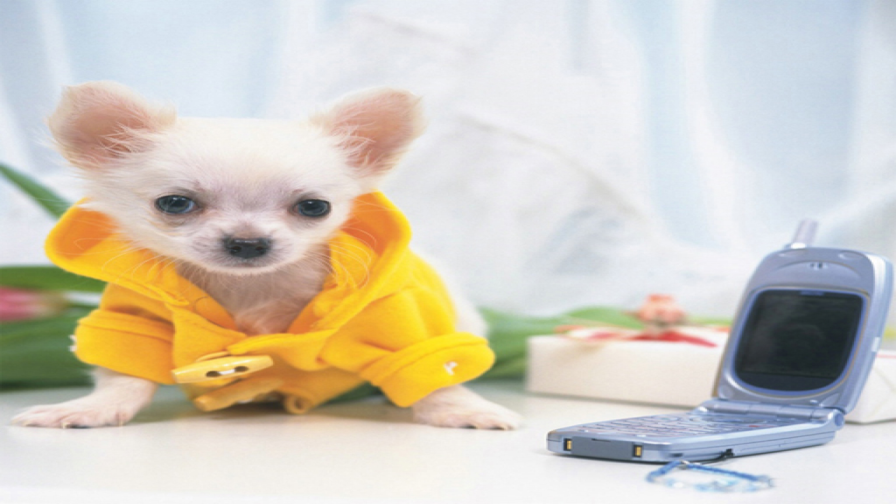 Free Cute Puppies Puzzle (274a) Game Online Mobile Now