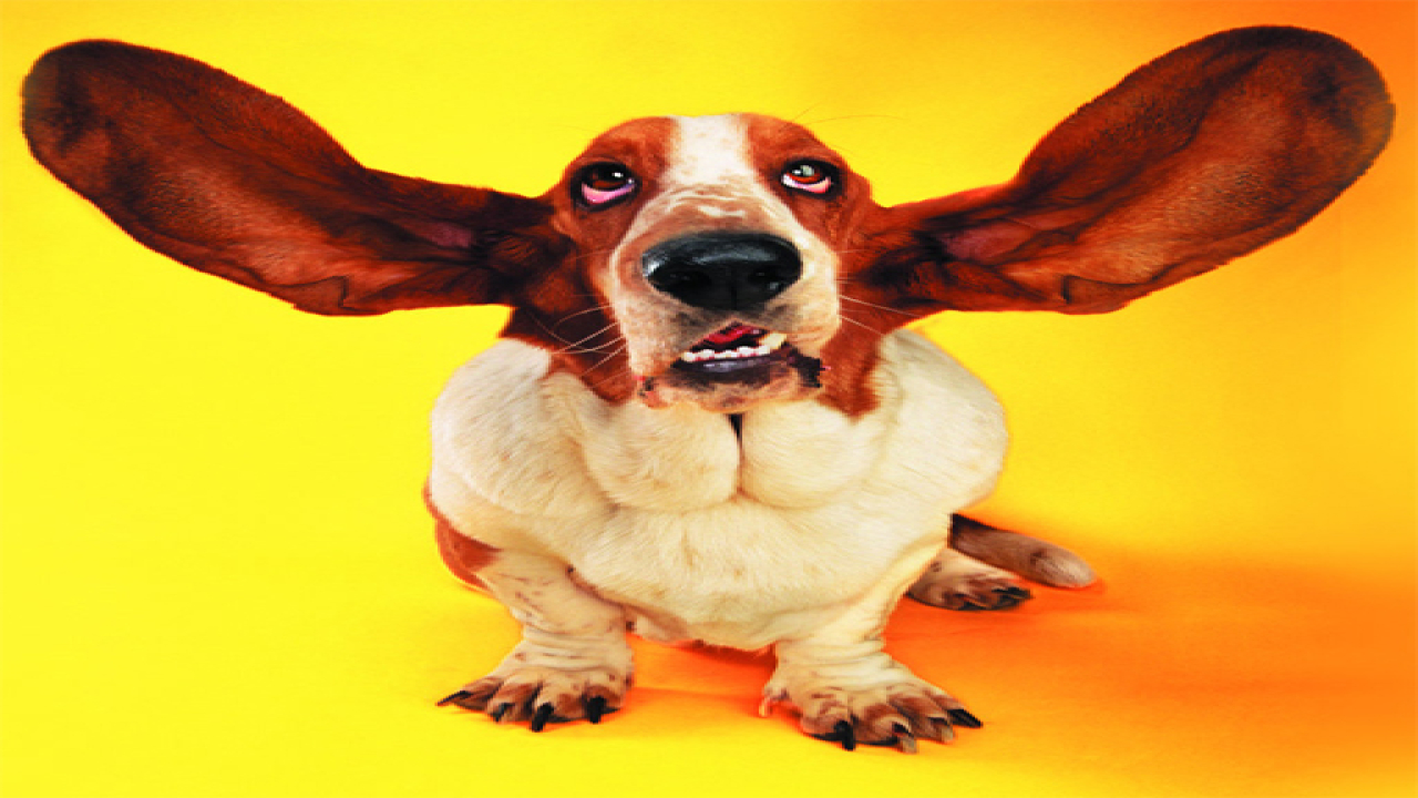 Free Play Funny Cats and Dogs Jigsaw Puzzle Games Online Now