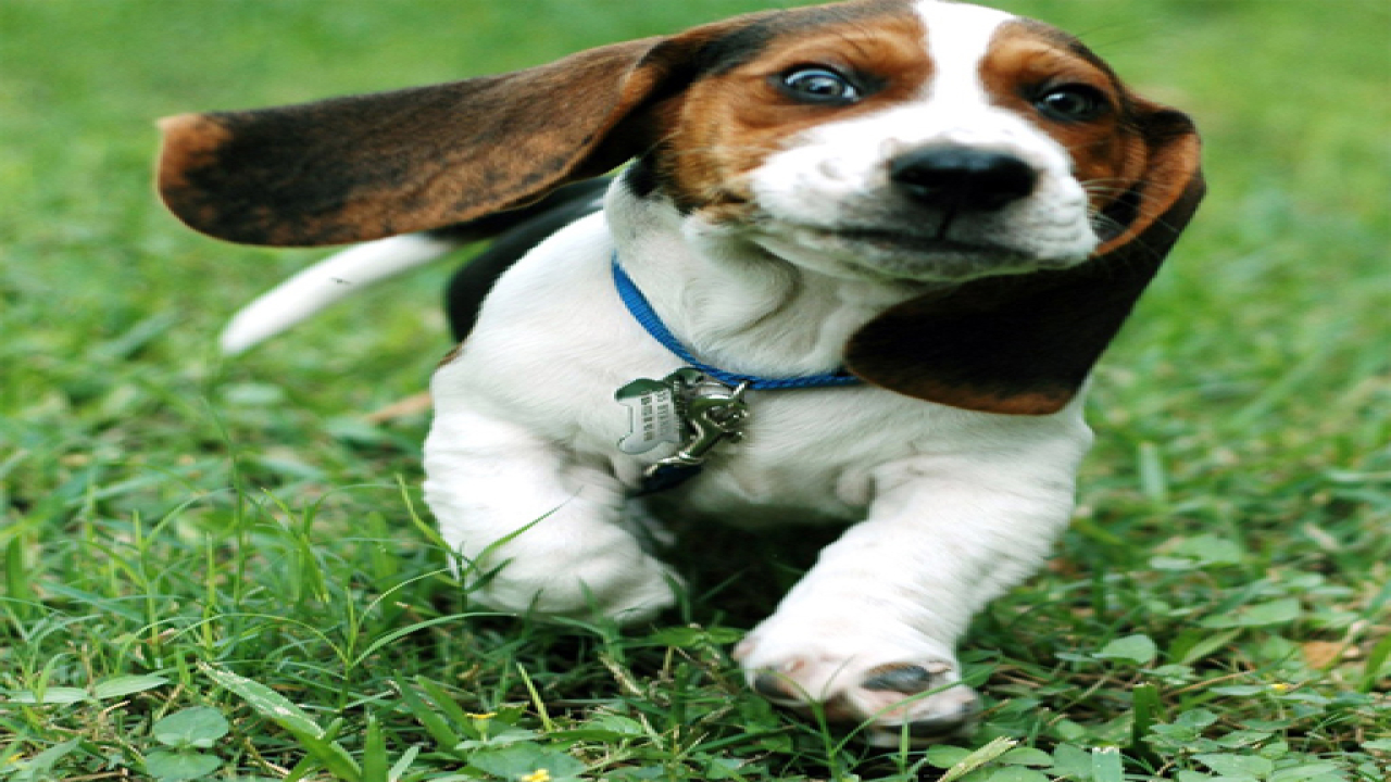 Play Funny Doggy Puzzle Game Free iOS Online Now