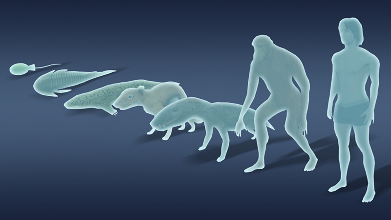 Free Idle Evolution From Cell to Human iOS Online Play Game