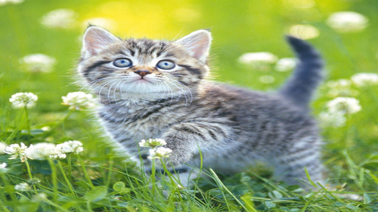 Play Kittens Jigsaw Free Games Online