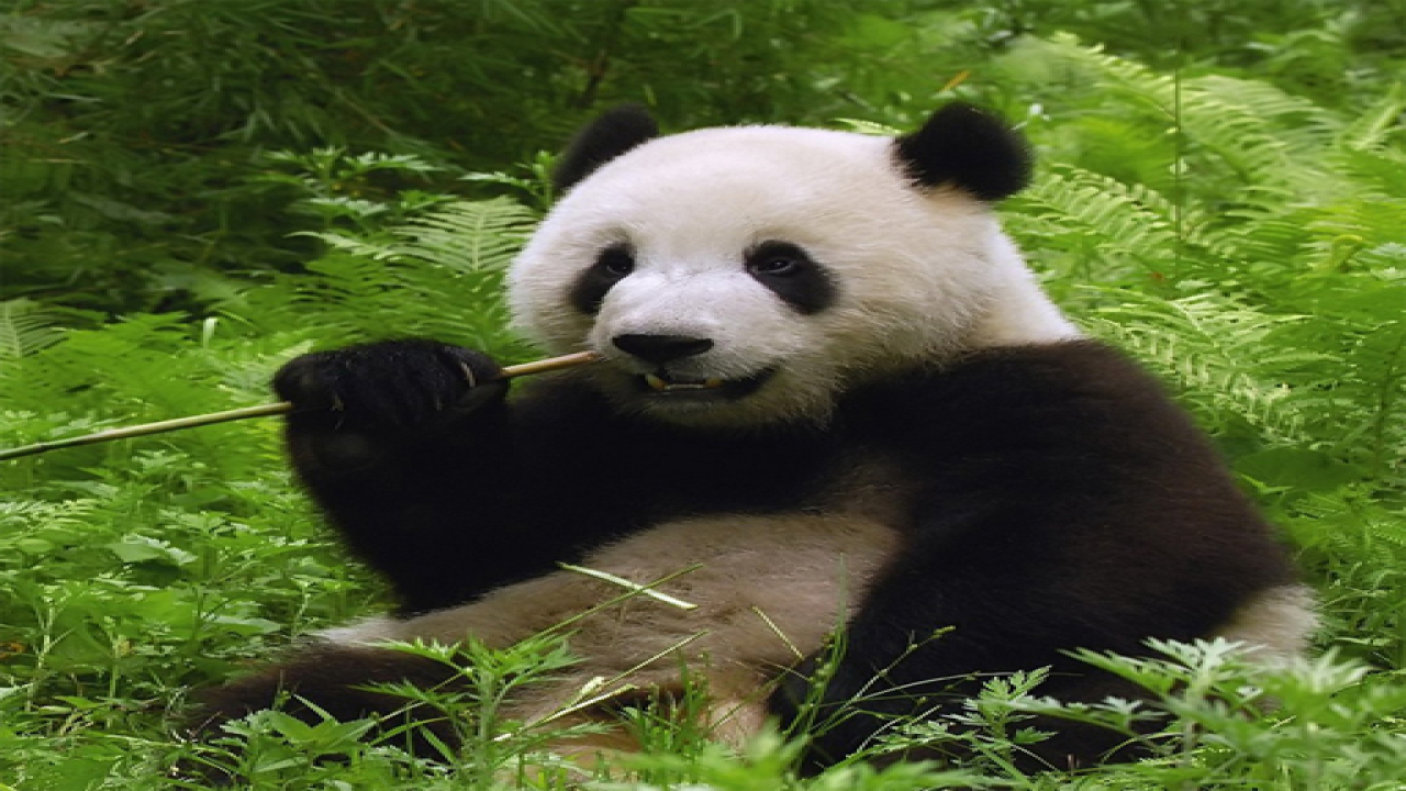 Play Pandas Puzzle Online Game Free
