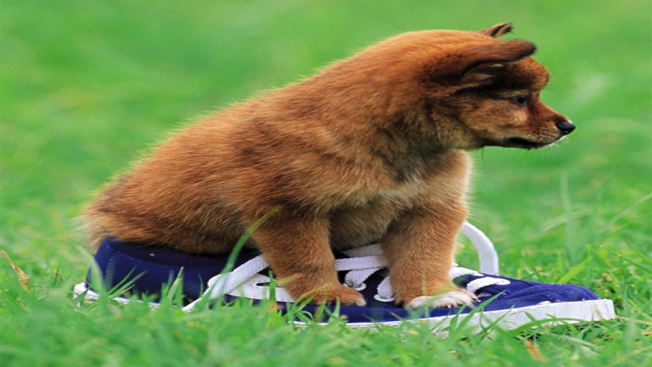 Free Playful Puppy Outdoor Puzzle Android Online Game Now
