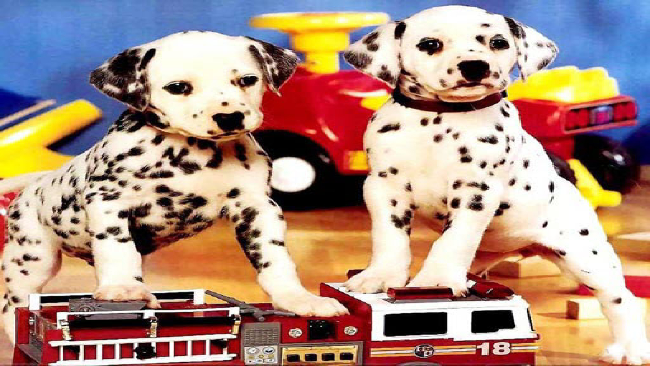 Free Puppy Pairs Puzzle Game Online For Mobile