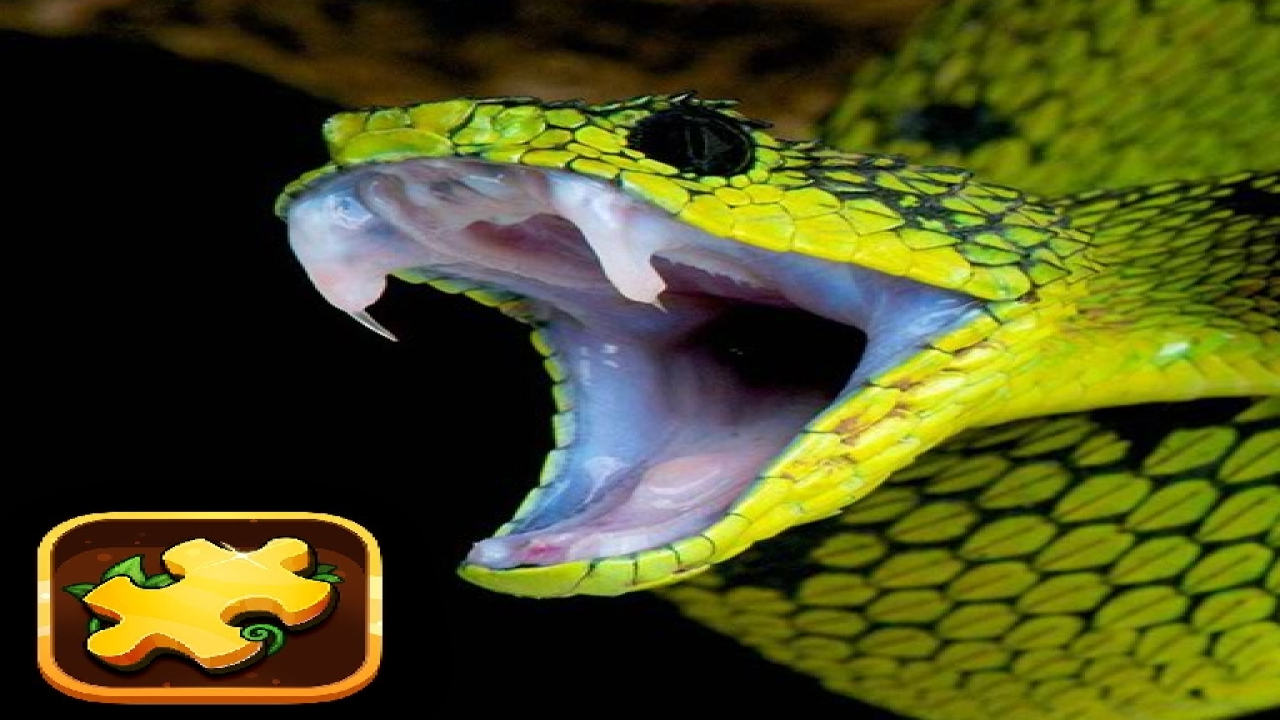 Play Snake Puzzle Challenge Game Free iOS Online Now