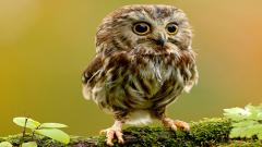 Play Free Animal Hidden Stars Online Game