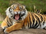 Free Animals Jigsaw Puzzle Tiger Game To Play Online Now