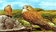 Free Play Birds of Prey Slide Online