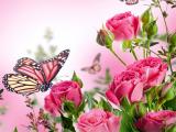 Play Butterflies Puzzle Game Free Online iOS