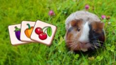 Play Guinea Piggy Matching Android Online
