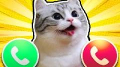 Play Komaru cat Game iOS Free Online