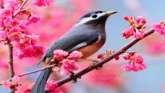 Free Play Lovable Birds Puzzle Online