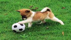 Free Playful Puppy Outdoor Puzzle Phone Game Play Now