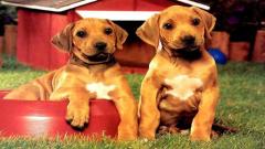 Free Puppy Pairs Puzzle Online PC Games