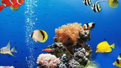 Free Play Sea Underwater Difference Online Games